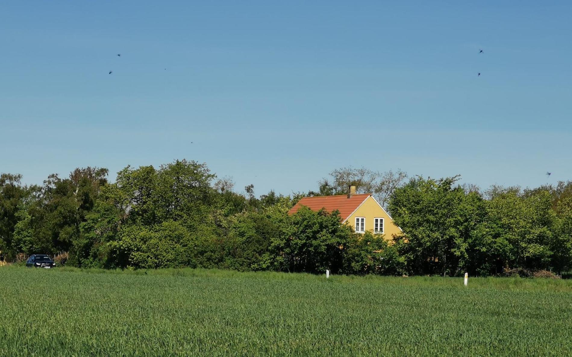 The Cherry Apartment - 'Den Gule Svane' Guest House near Rønne&Beach Buitenkant foto